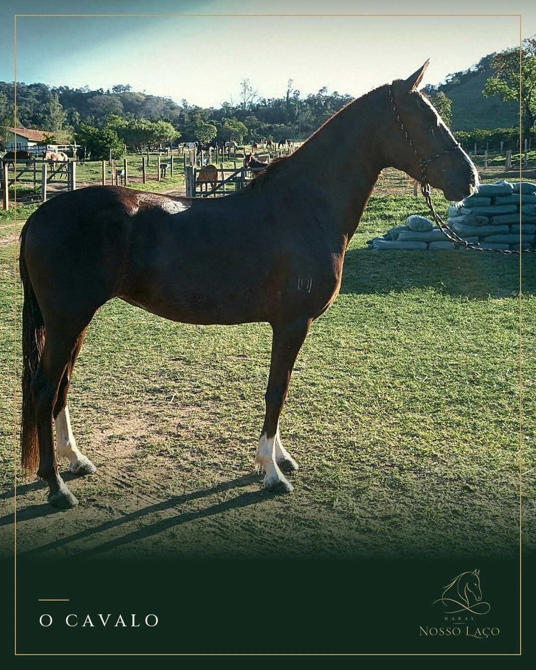 Cavalo castanho à luz do sol no pasto