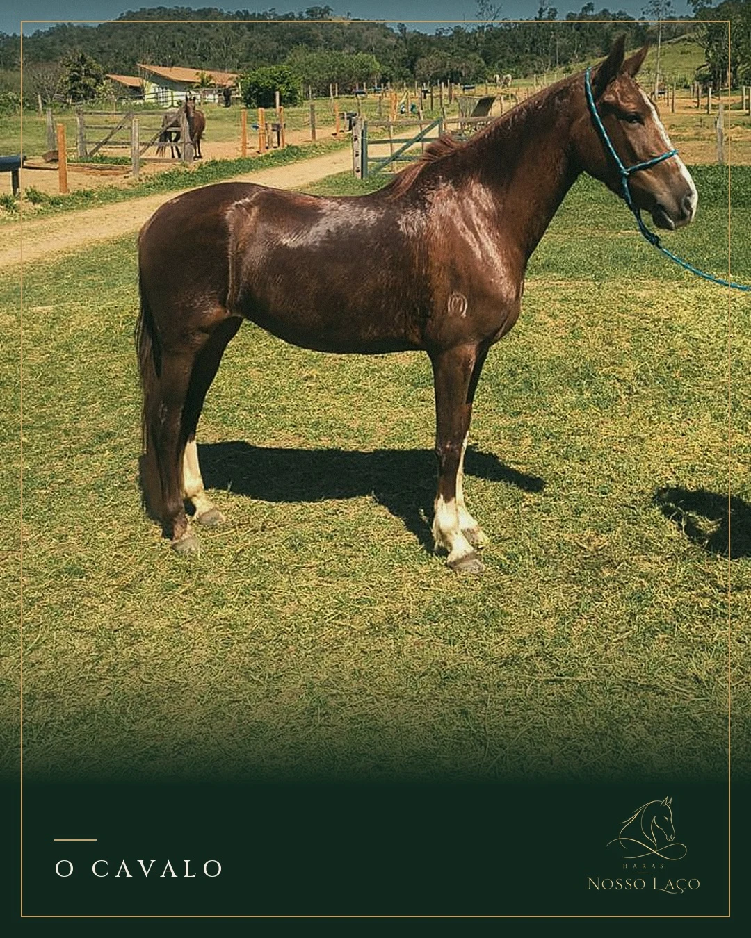 Cavalo castanho em pé na área verde do haras