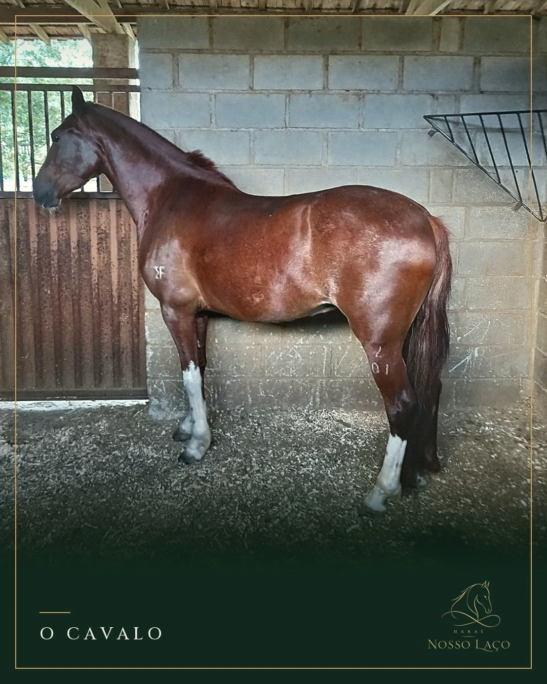 Cavalo castanho visto de perfil dentro de uma baia