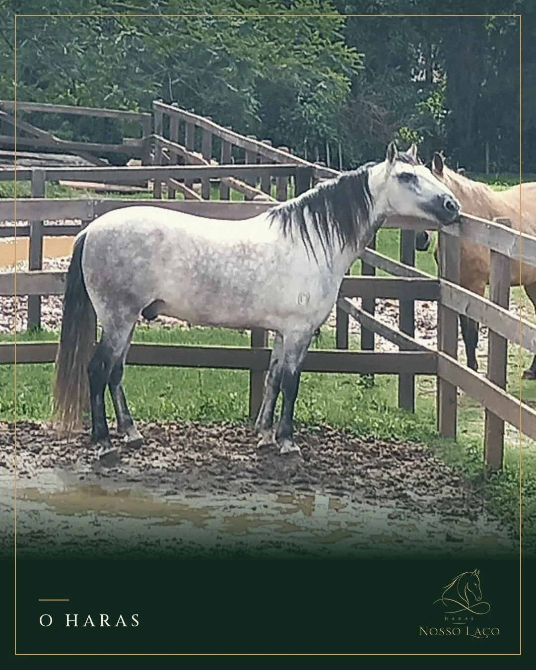 Cavalo tordilho junto às cercas de madeira do haras
